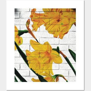 Daffodils on a white brick wall Posters and Art